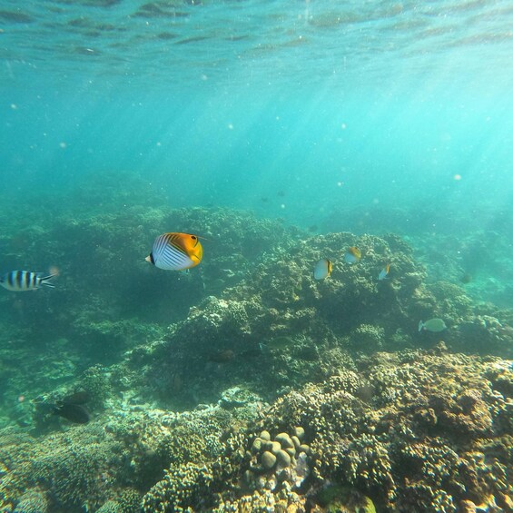 An underwater scene with a coral reef, various fish, and sunlight filtering through the water. 1