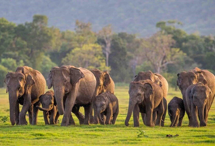 A herd of elephants walking in a grassy field. 5