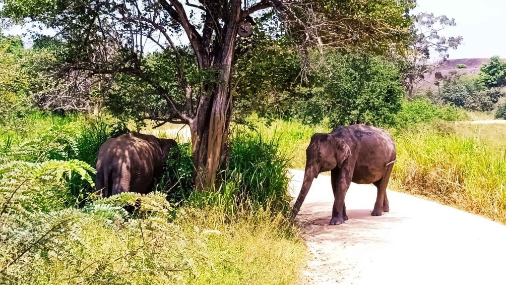 Two elephants near a tree and a paved path. 2