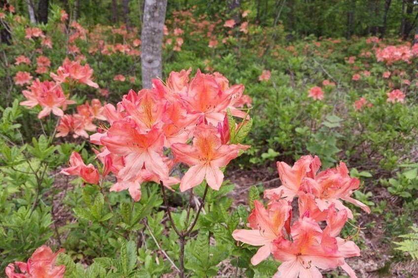 Pink azaleas in a forested area. 4