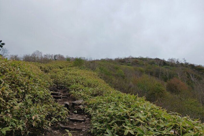 A forested hillside with a narrow, uneven stone path. 3