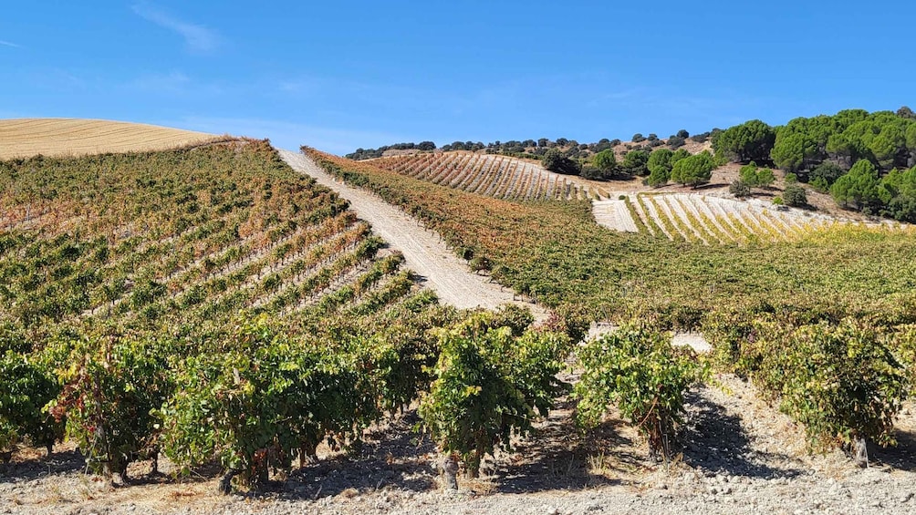 A vineyard with rows of grapevines under a clear sky. 1