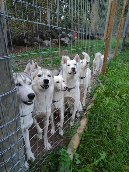 A group of white dogs behind a metal fence in a grassy area. 1