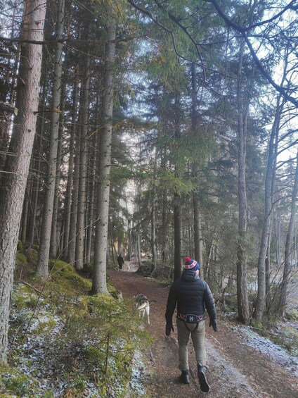 A forest trail with a person walking a dog. 2