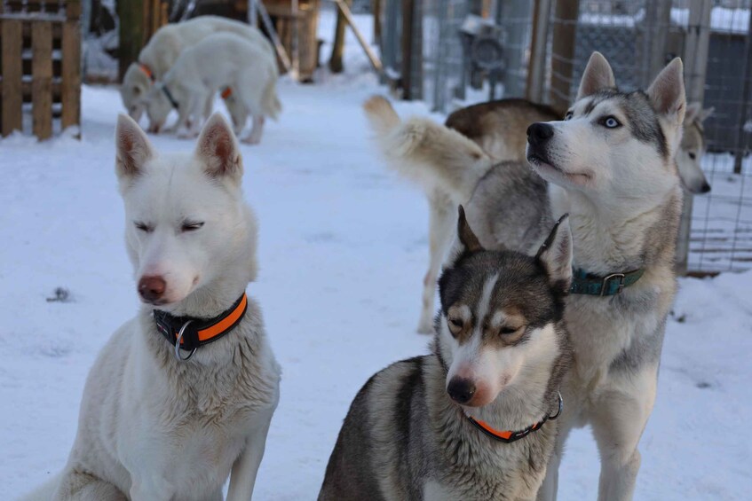 A group of huskies in a snowy enclosure. 3
