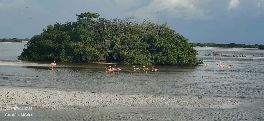 A group of flamingos on a small island surrounded by water. 2