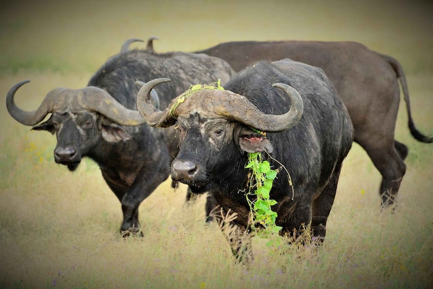 Two black buffalo with large curved horns in a grassy field. 2
