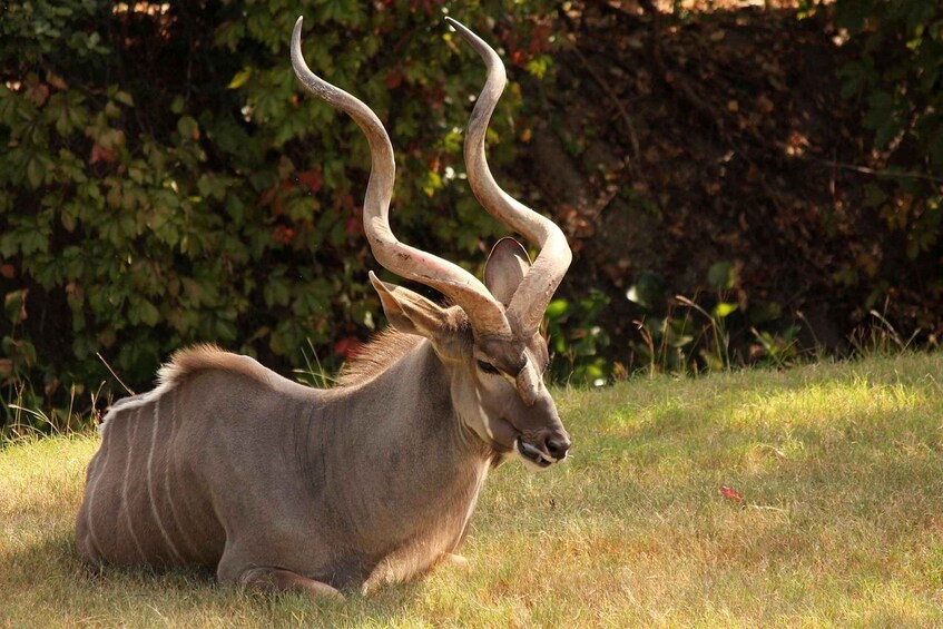 A kudu lying on grass with long, curved horns in a natural setting. 3
