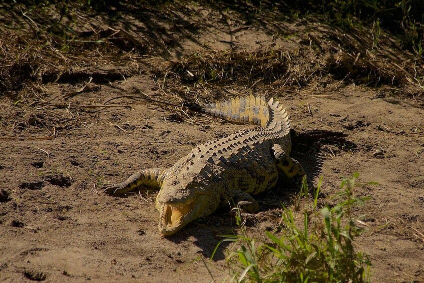 A crocodile lying on the ground in a natural setting. 4