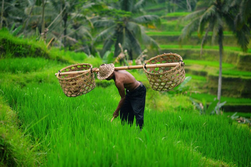 Picture 2 for Activity Ubud: Tibumana Waterfalls, Rice Fields, and Temple Tour 3