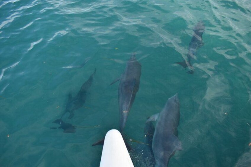 Un bateau sur lequel nagent des dauphins dans une eau d’un bleu cristallin. 4