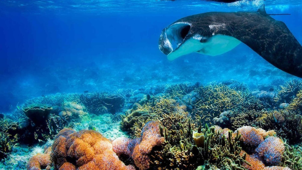An underwater scene with a manta ray swimming near a coral reef. 3