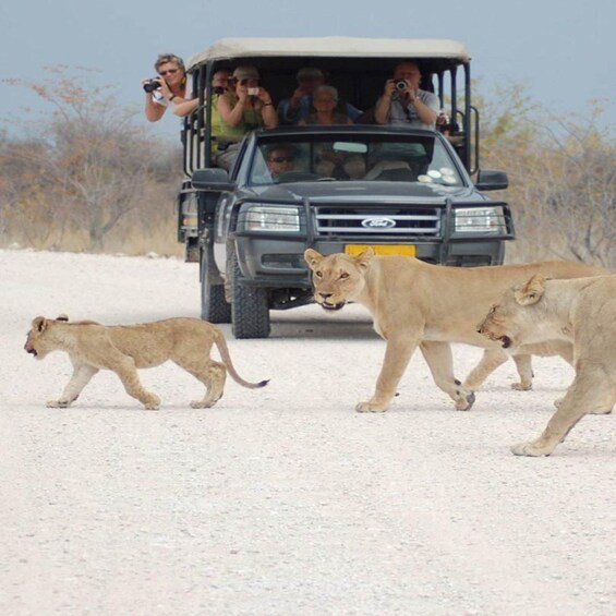 A safari vehicle with passengers taking photos of lions walking on a dirt road. 1
