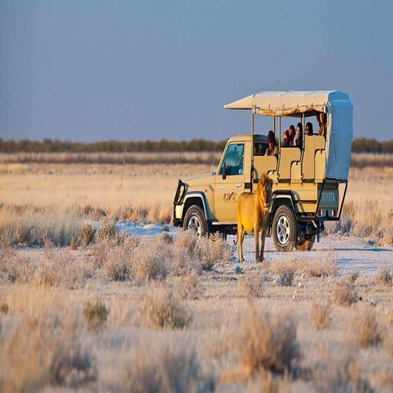 A safari vehicle with passengers and a lion in a dry grassland. 4