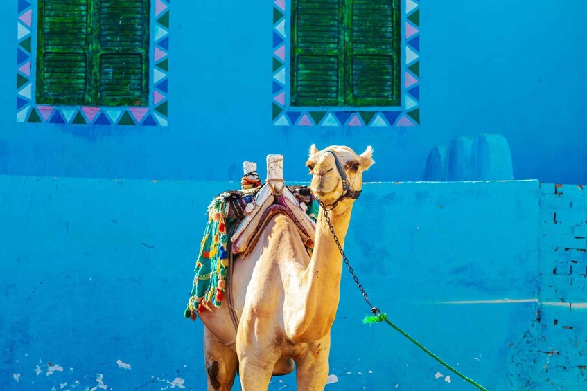 A camel with a saddle and a green lead, standing in front of a blue wall with decorative window frames. 2