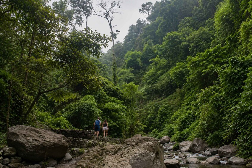 A rocky stream surrounded by dense green foliage. 2