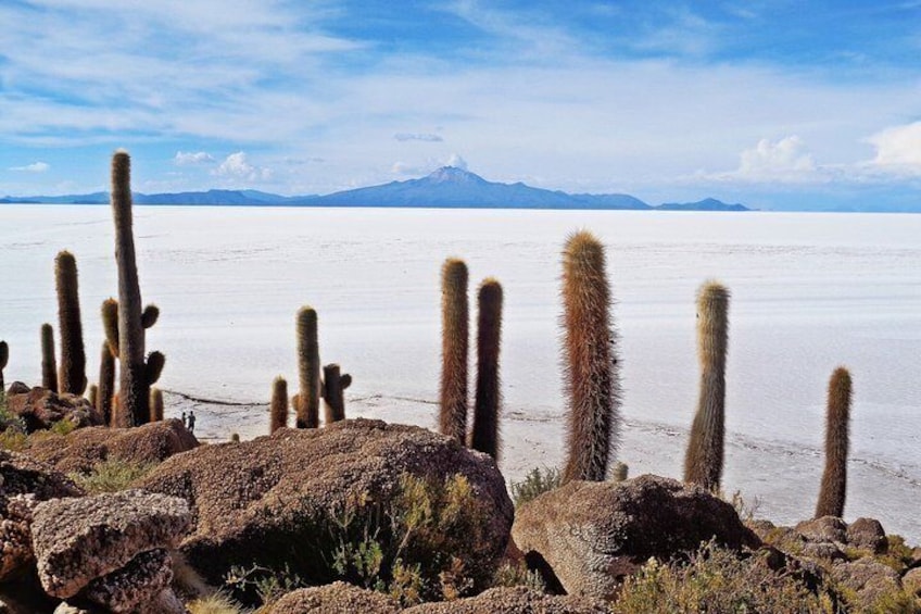 A desert landscape with cacti and a distant mountain range. 1