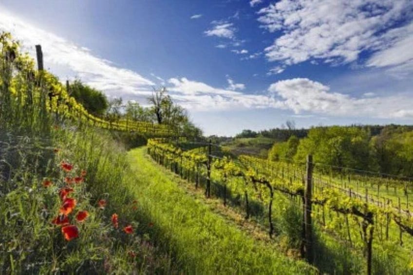 Valdobbiadene: Vineyard Brunch & Prosecco Winery Visit 2