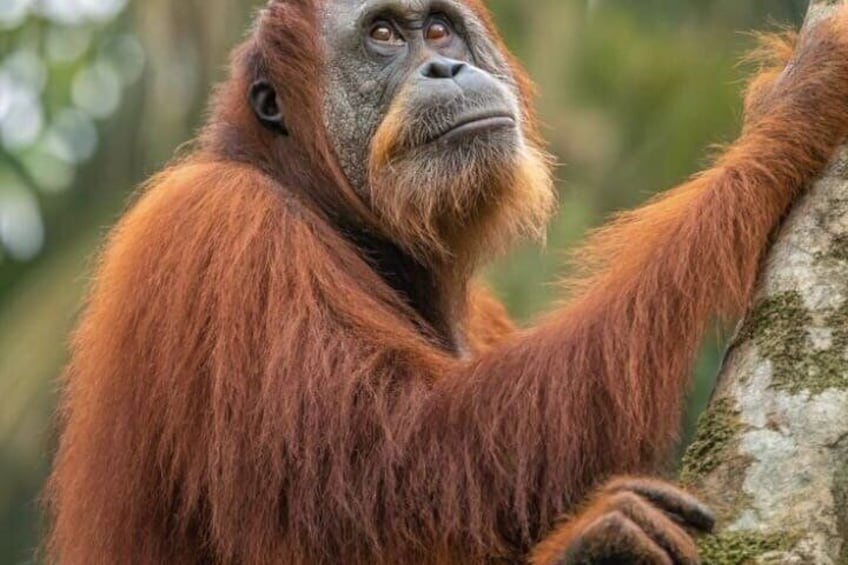 3-Day Bukit Lawang Jungle Trek, Camping & River Tubing 1