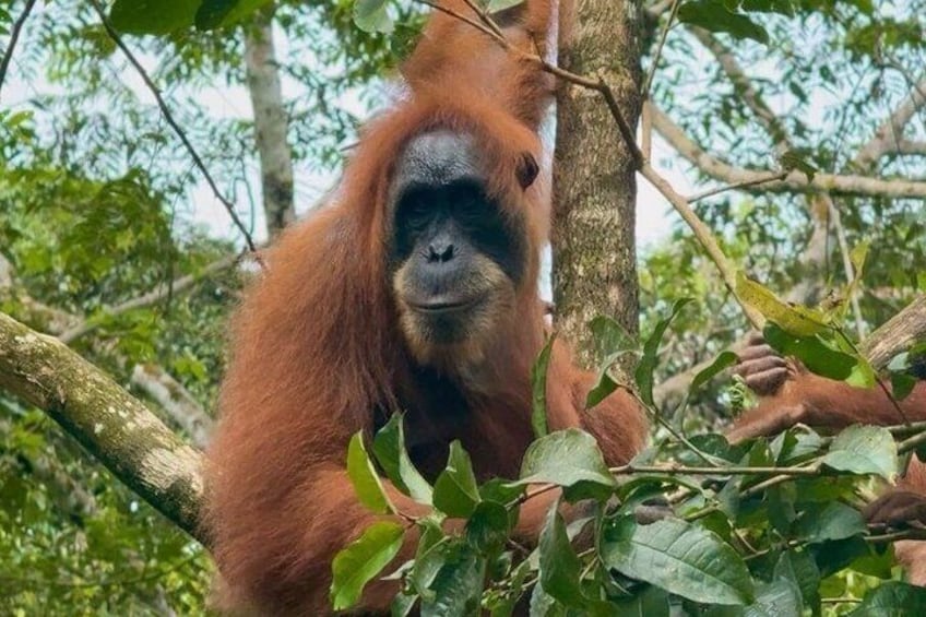 3-Day Bukit Lawang Jungle Trek, Camping & River Tubing 2