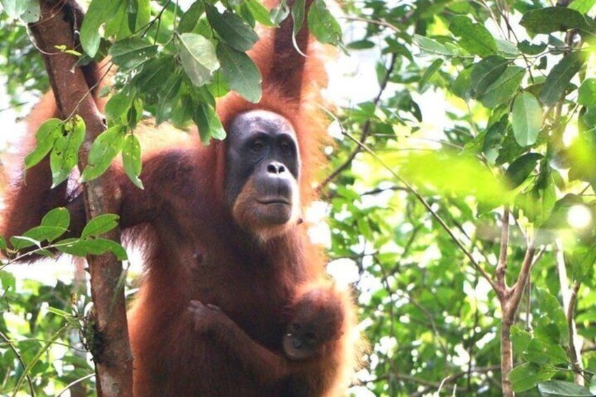 3-Day Bukit Lawang Jungle Trek, Camping & River Tubing 5
