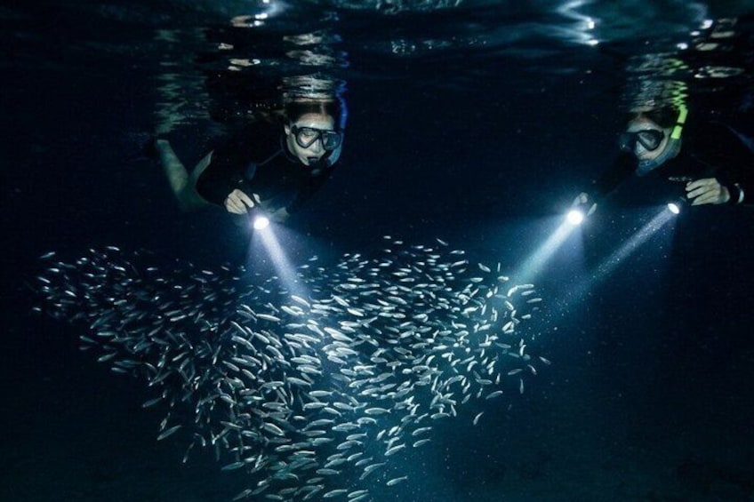 To dykkere svømmer med fisk og bruger lygter. 1