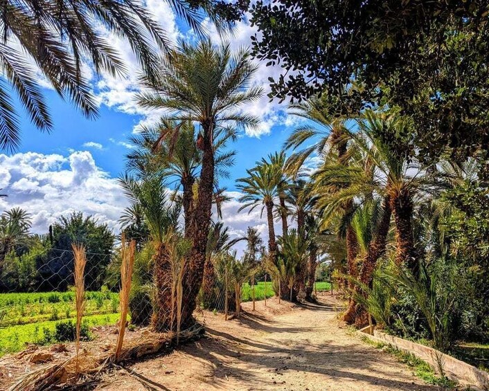 A dirt path flanked by palm trees and green fields under a blue sky with clouds. 4