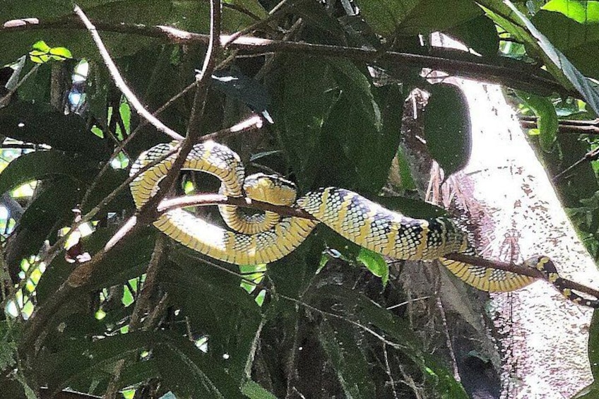 Una serpiente enrollada en una rama de árbol en un área boscosa. 4