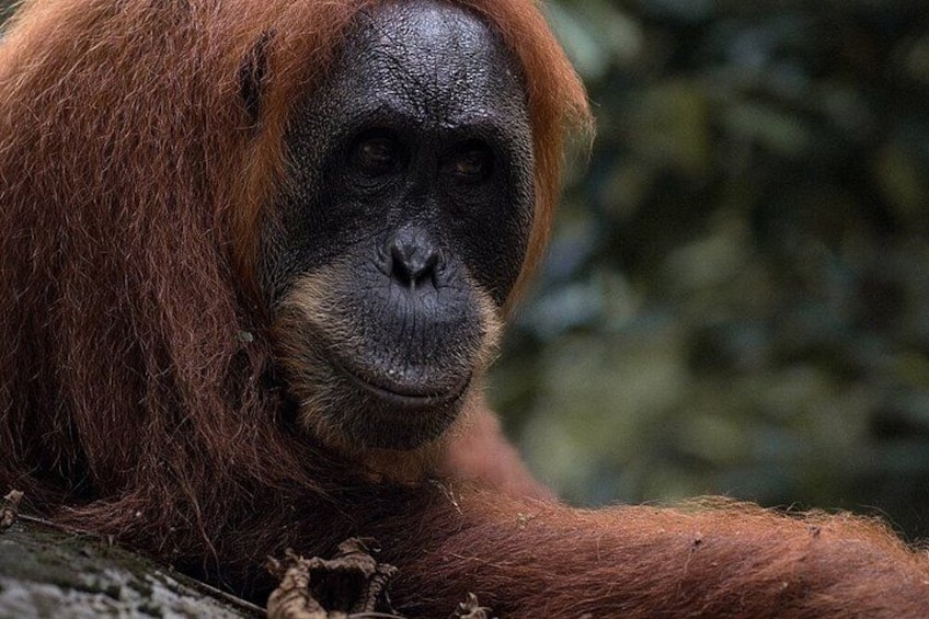 Un orangután con pelaje rojizo-marrón. 1