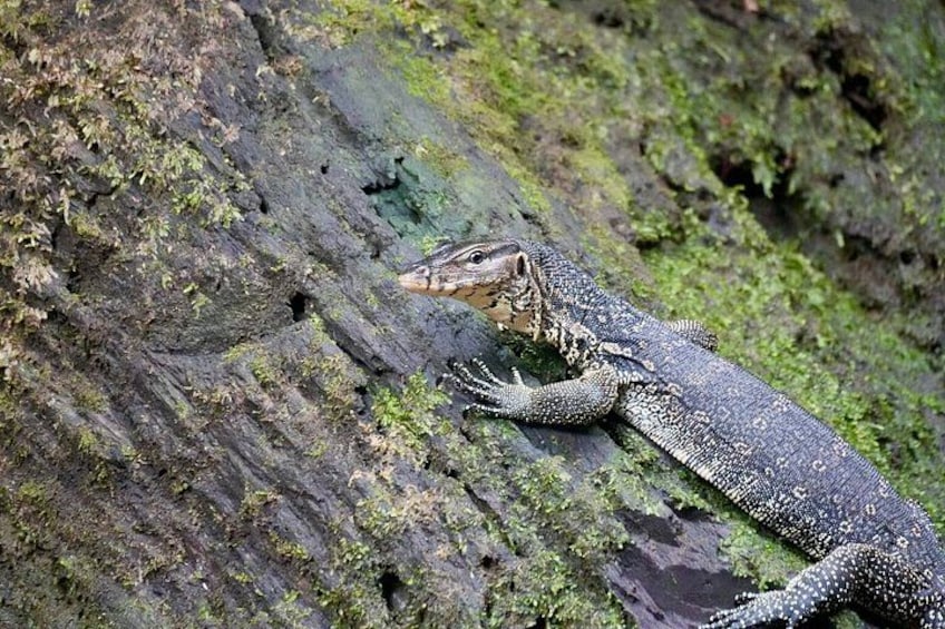 Un lagarto sobre una roca cubierta de musgo. 2