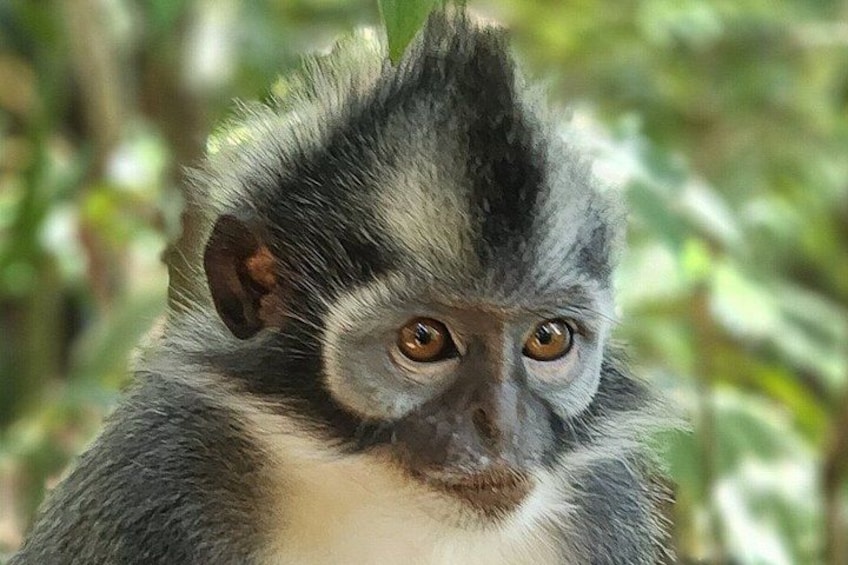 Un mono de pelaje gris y blanco, grandes ojos marrones y una oreja destacada. 5