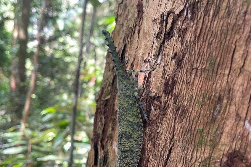 Un lagarto sobre un tronco de árbol en un bosque. 3