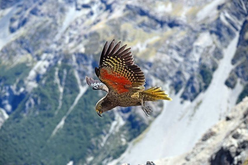 A bird of prey in flight over a mountainous landscape. 2