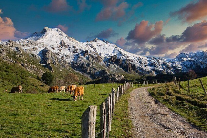 A mountain landscape with grazing cows, a dirt path, and a wooden fence. 5