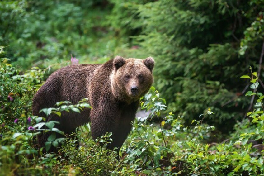 A bear in a forested area. 2