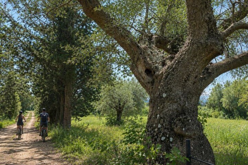 Terme di Saturnia eBike Virtual guided tour 4