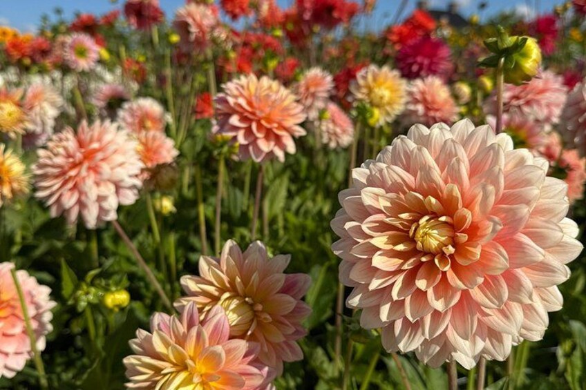 Dahlia Bicycle Tour Exploring Dahlias and Windmills 2