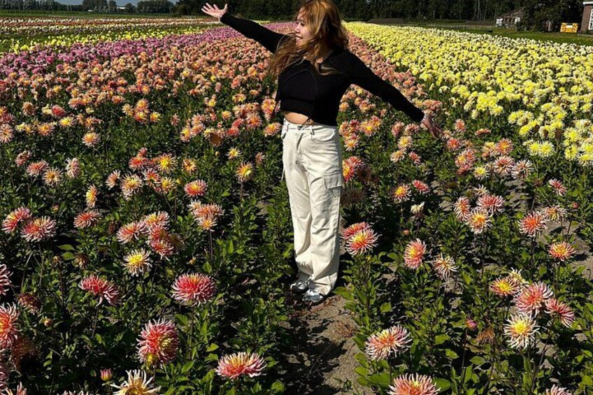 Dahlia Bicycle Tour Exploring Dahlias and Windmills 3