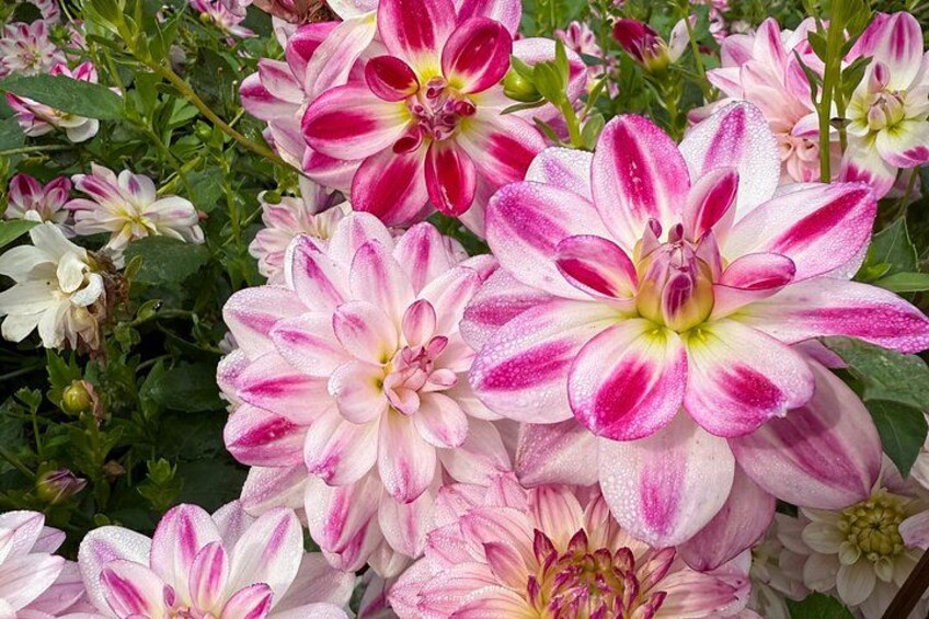 Dahlia Bicycle Tour Exploring Dahlias and Windmills 3