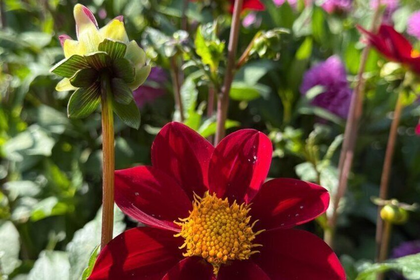 Eine rote Blüte mit gelbem Kern, umgeben von grünem Blattwerk. 5