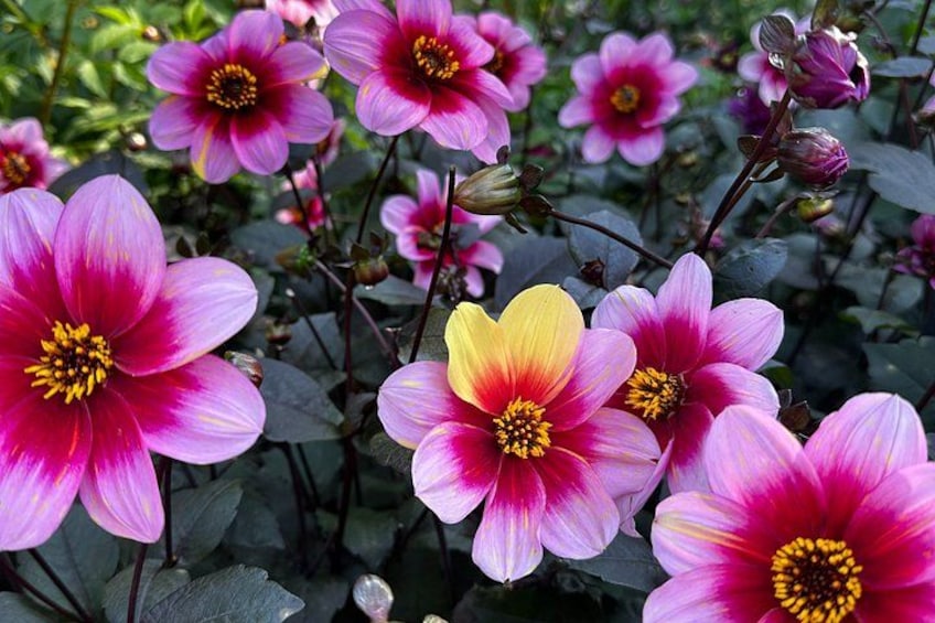 Dahlia Bicycle Tour Exploring Dahlias and Windmills 2