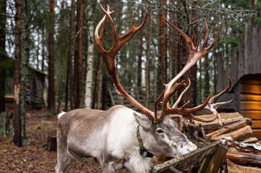 Et rensdyr med store gevinster i en skov med en hytte. 2