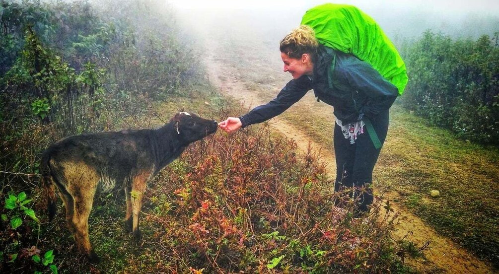 A person with a green backpack interacting with a dog on a misty path surrounded by vegetation. 2