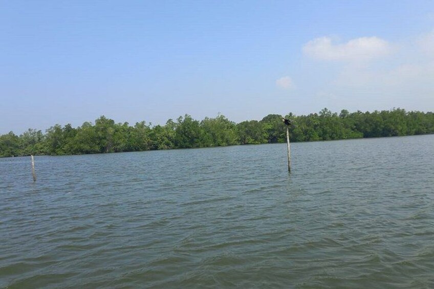 Madu River Catamaran boat Safari with Breakfast 3