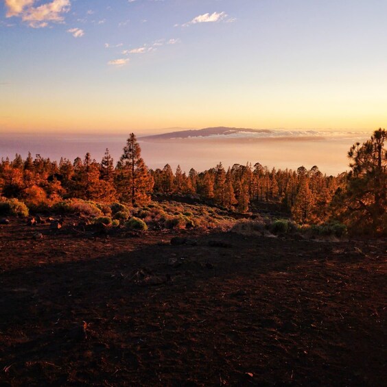A forested landscape with a view of the ocean at sunset. 3