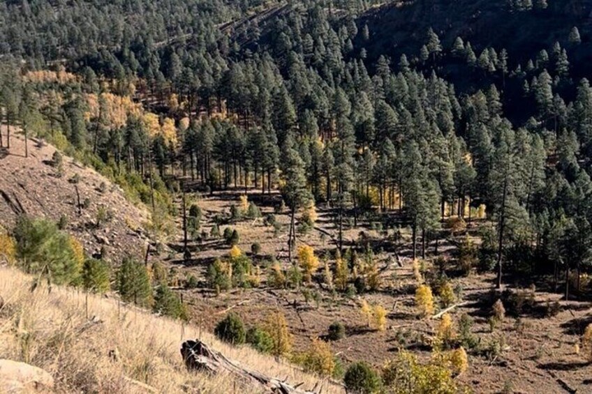 Mogollon Rim Day Adventure and Guided Hike to a Secluded Creek 4