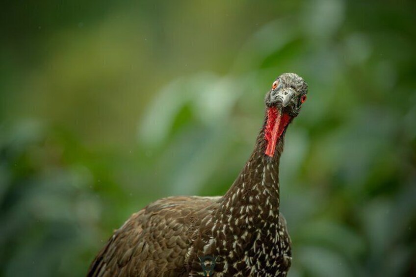 A bird with brown and white speckled feathers, a red beak, and a dark head with orange eyes. 1