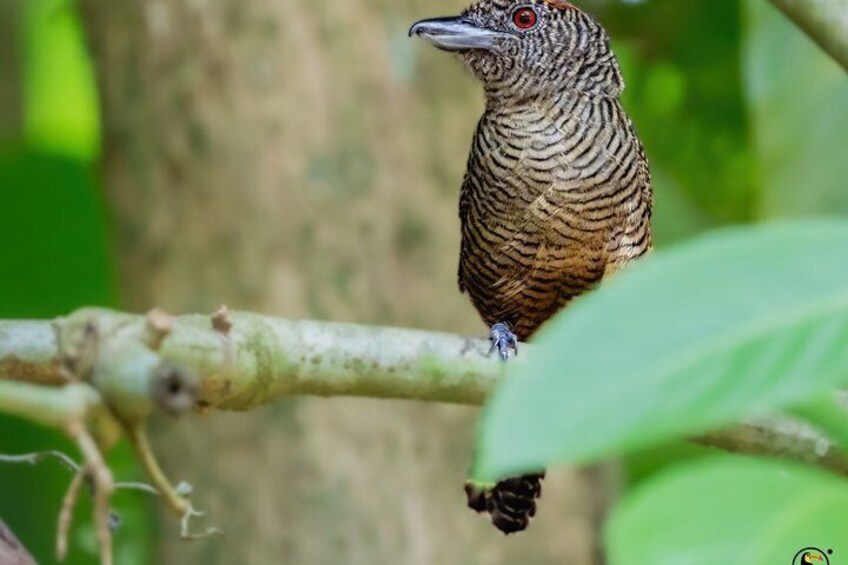 A bird perched on a branch. 5