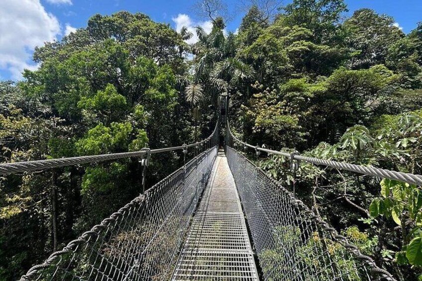 Un pont suspendu entouré d’une forêt dense. 1