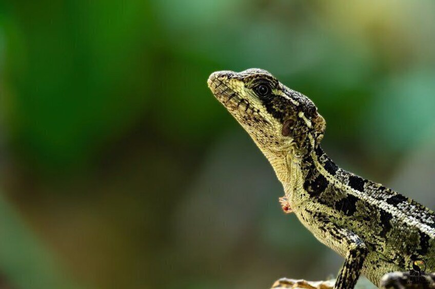 A lizard on a branch with a blurred green background. 4